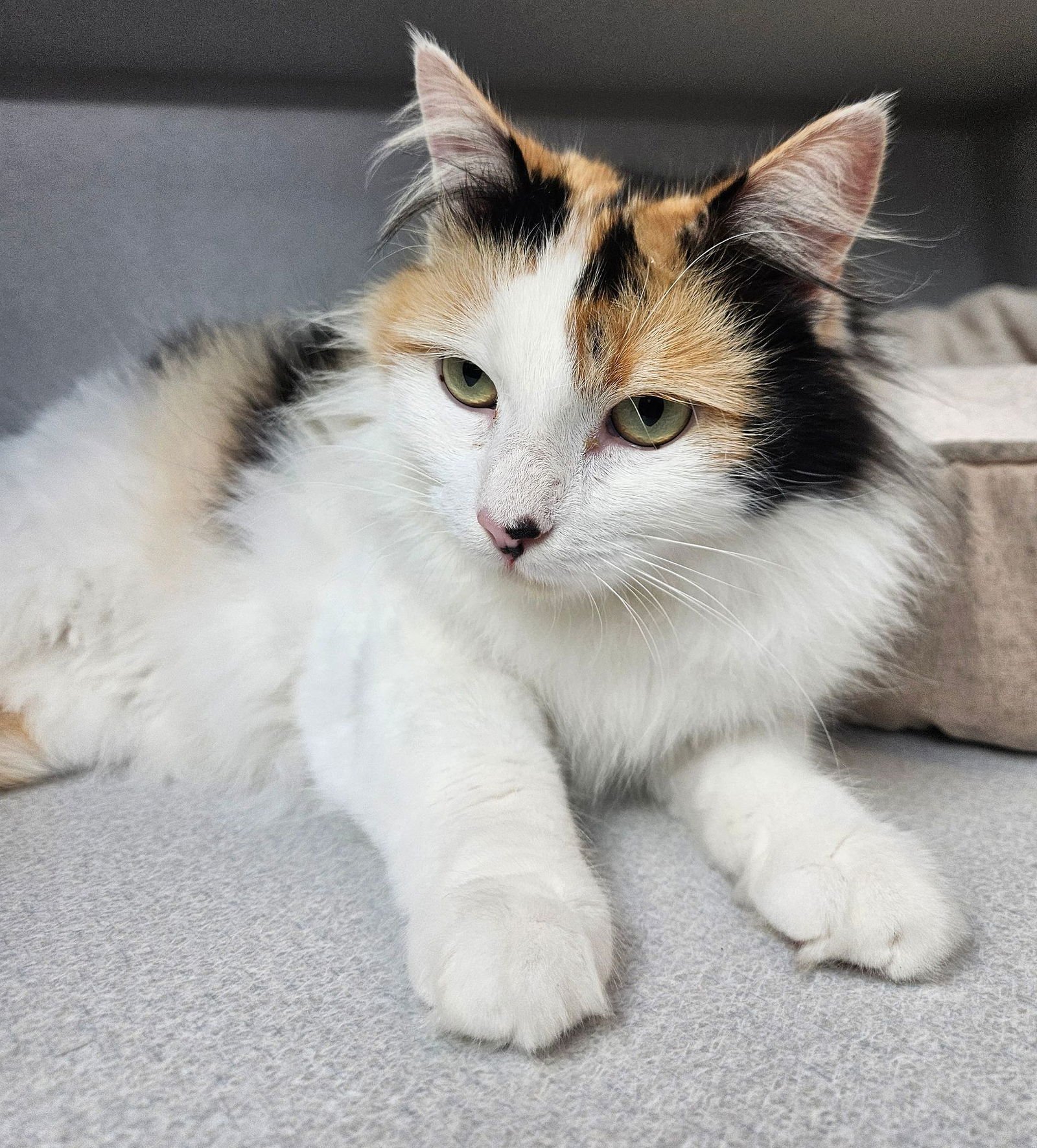 SONNY - Unknown available for adoption