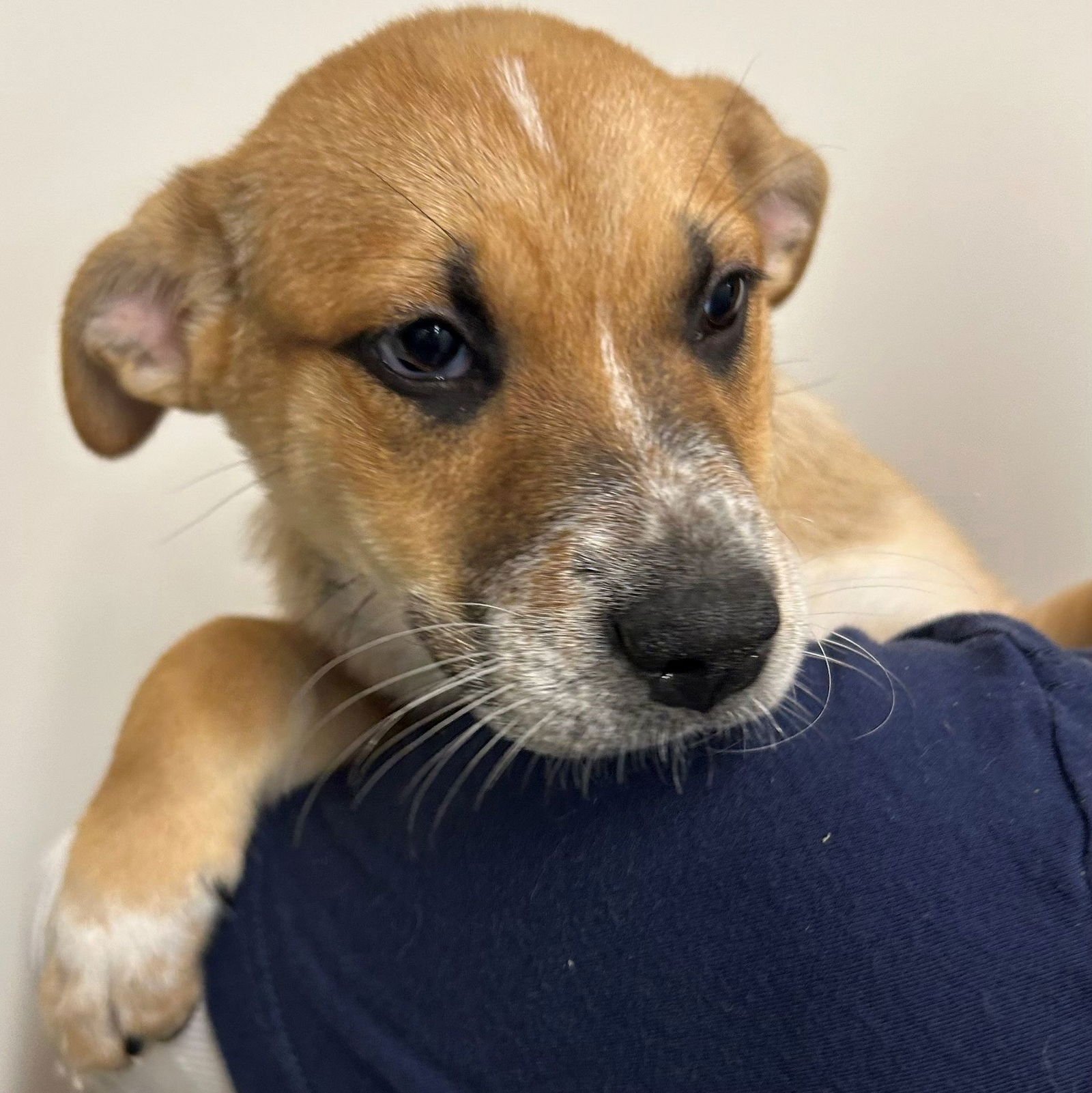 FLASH - Unknown available for adoption