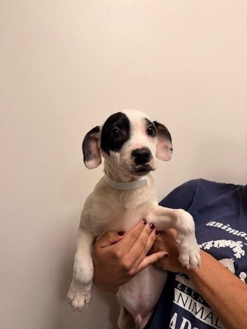 BUTTERFLY - Unknown available for adoption