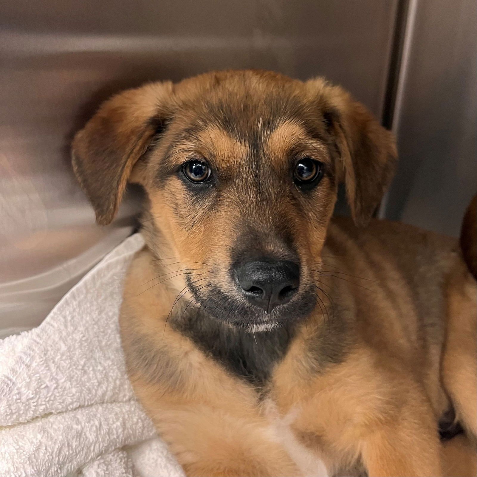 CALEB - Unknown available for adoption