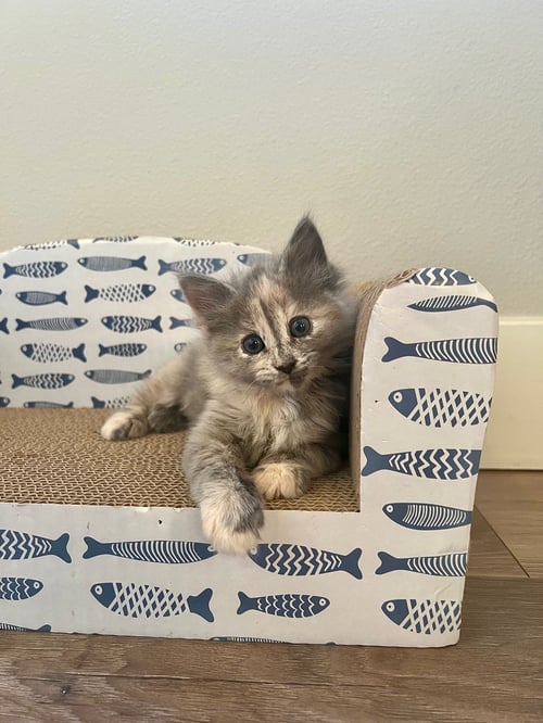 TURF - Unknown available for adoption