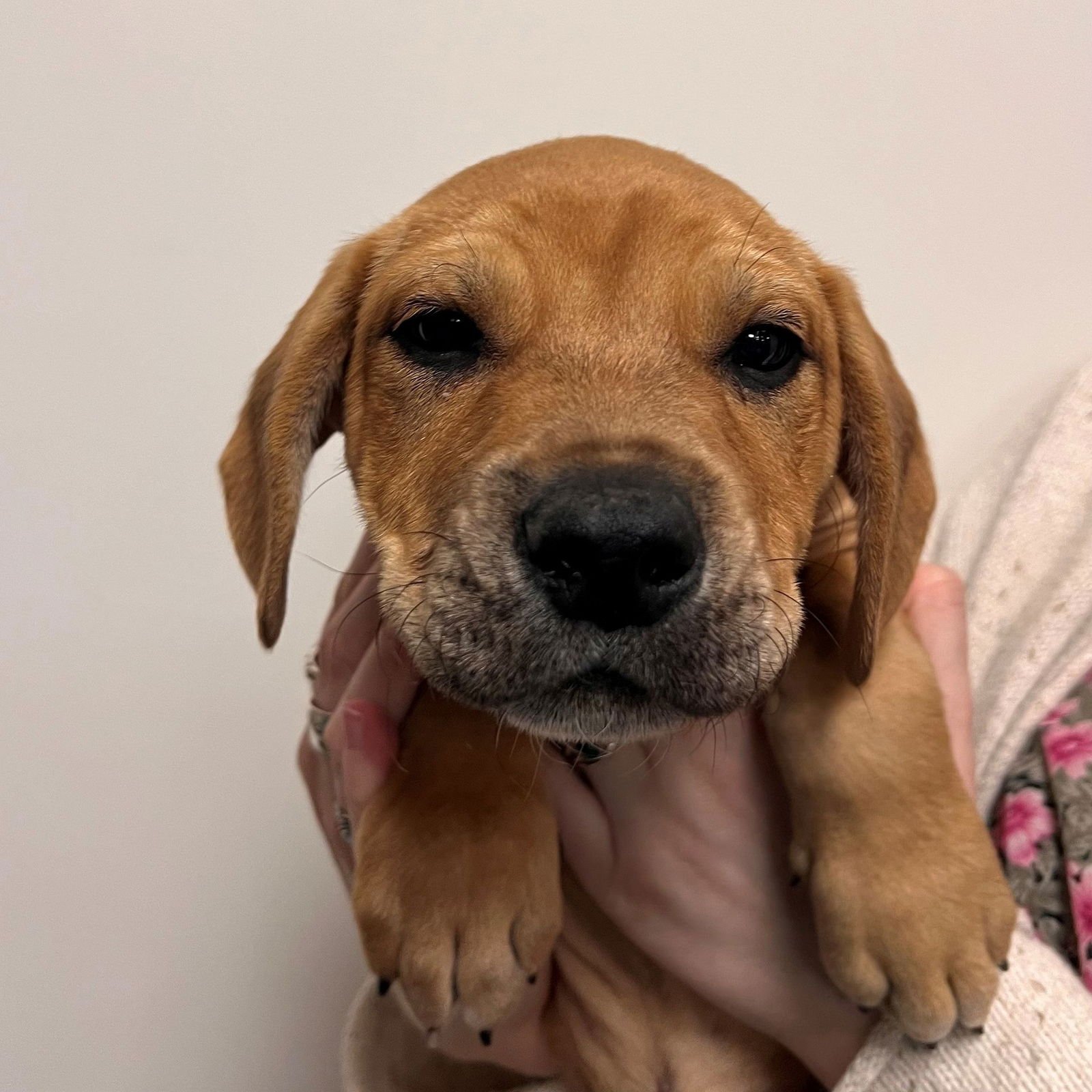 GAIN - Unknown available for adoption