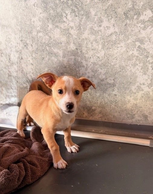 BUTTON - Unknown available for adoption