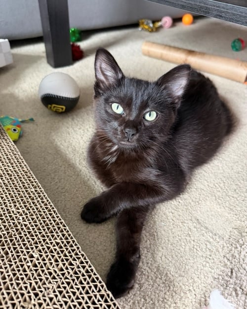 NEEDLE - Unknown available for adoption
