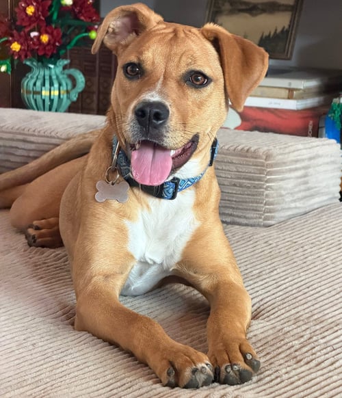 ALENA - Unknown available for adoption