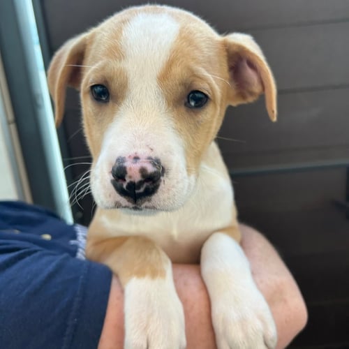 CHICKEN - Unknown available for adoption