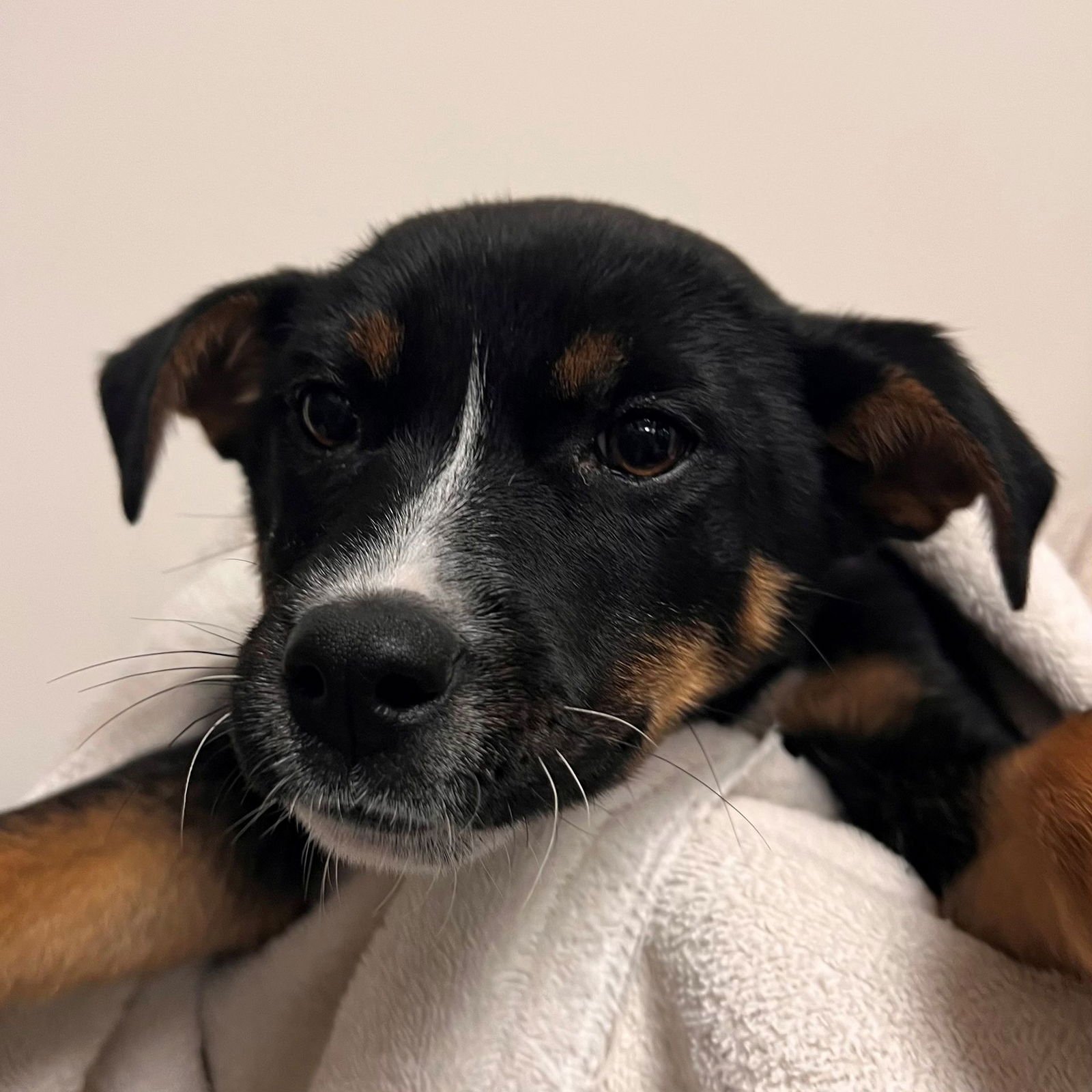 CLAIRE - Unknown available for adoption