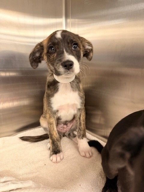 PARAMOUNT - Unknown available for adoption