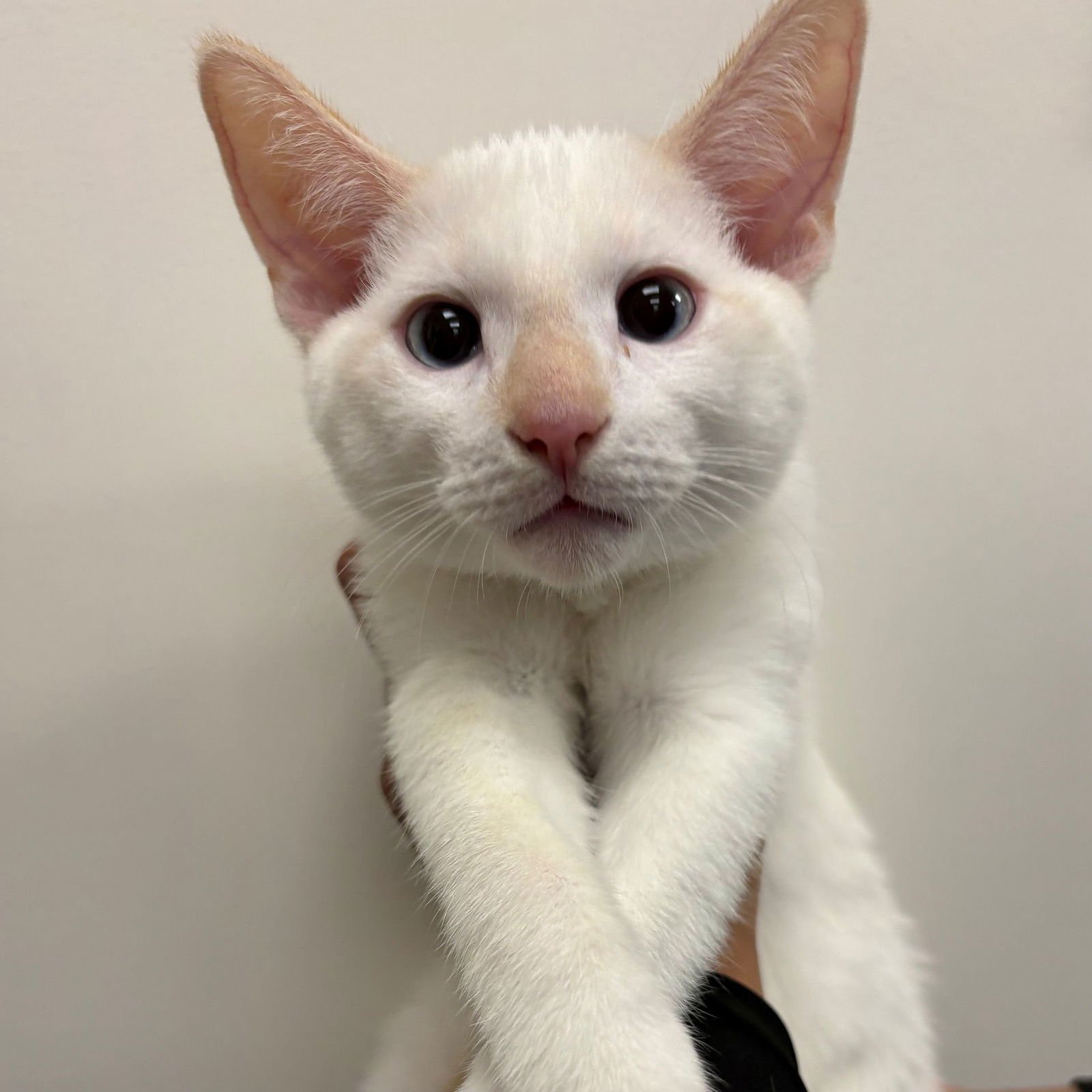 EUGENE - Unknown available for adoption