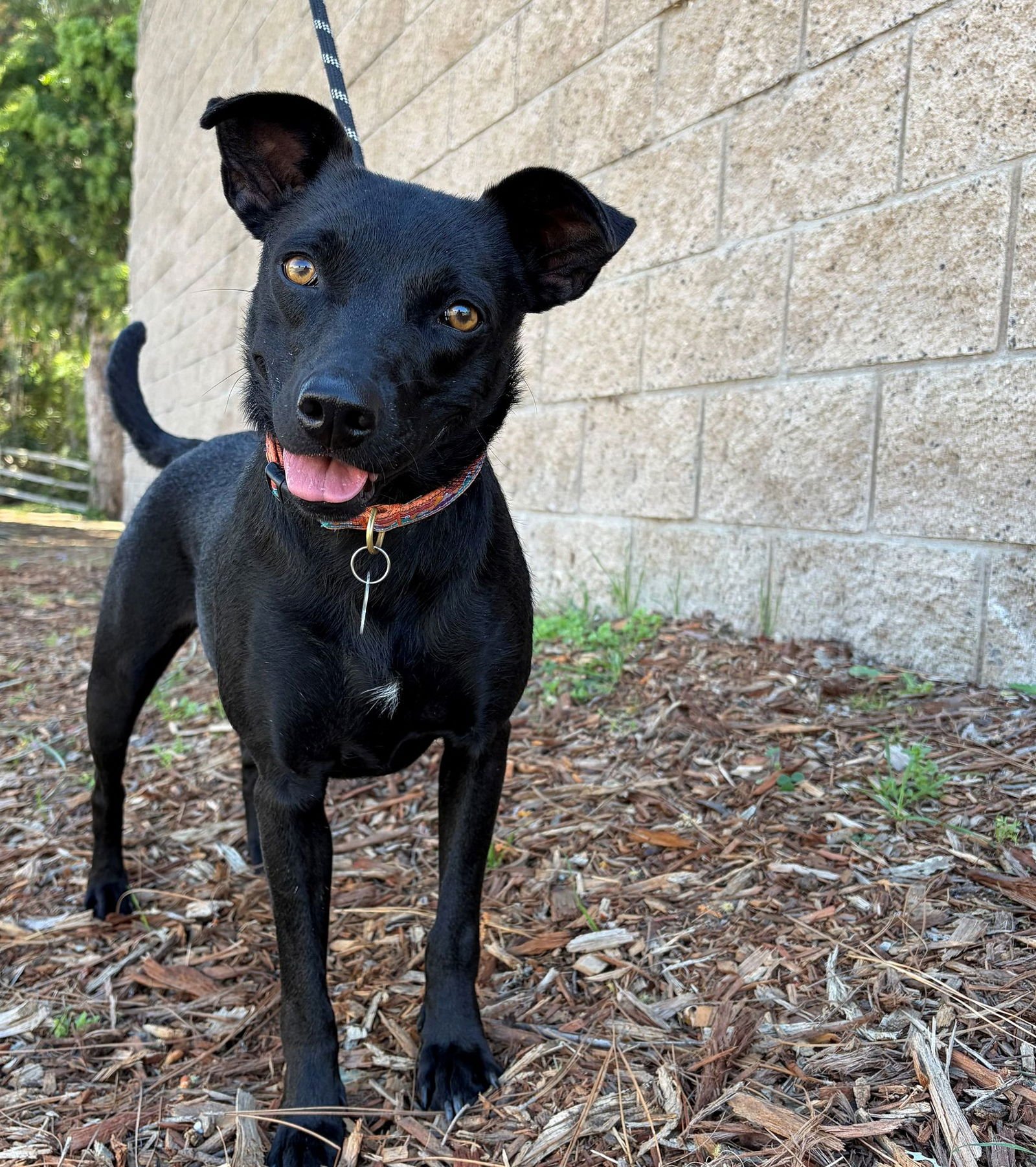 BAGEL - Unknown available for adoption