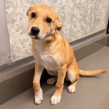 WENDY - Unknown available for adoption