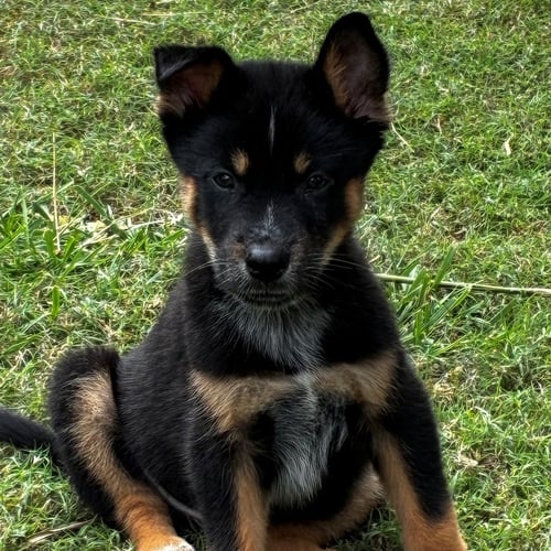 SCREECH - Unknown available for adoption