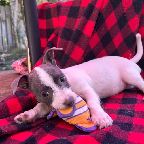 PIXIE - Unknown available for adoption
