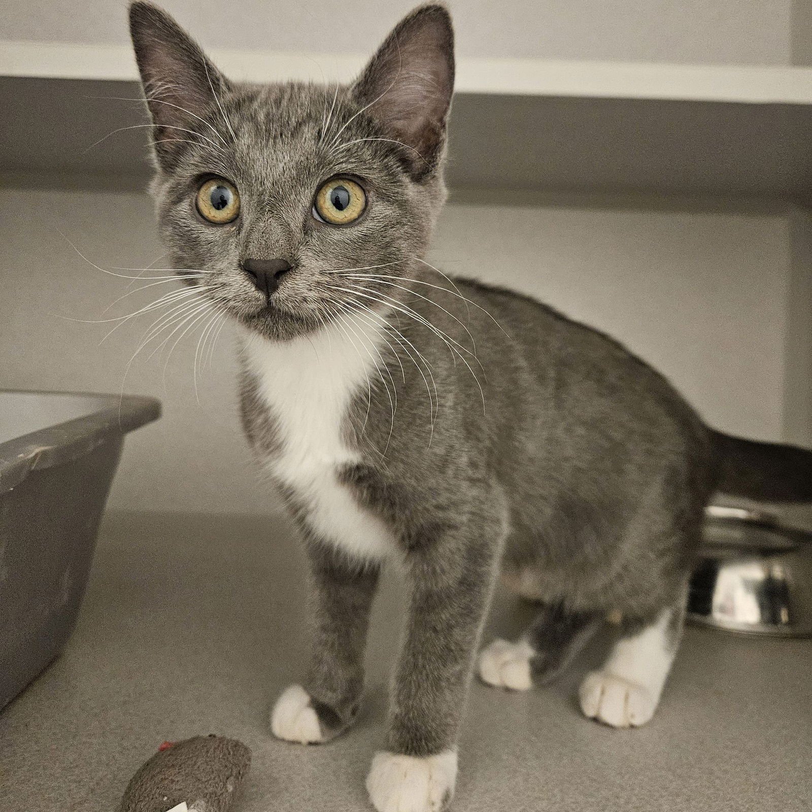 VAIL - Unknown available for adoption