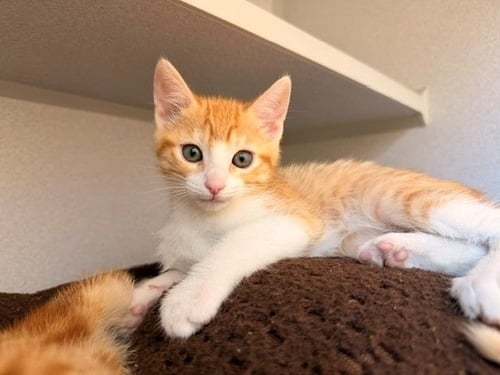 BUTTERED - Unknown available for adoption