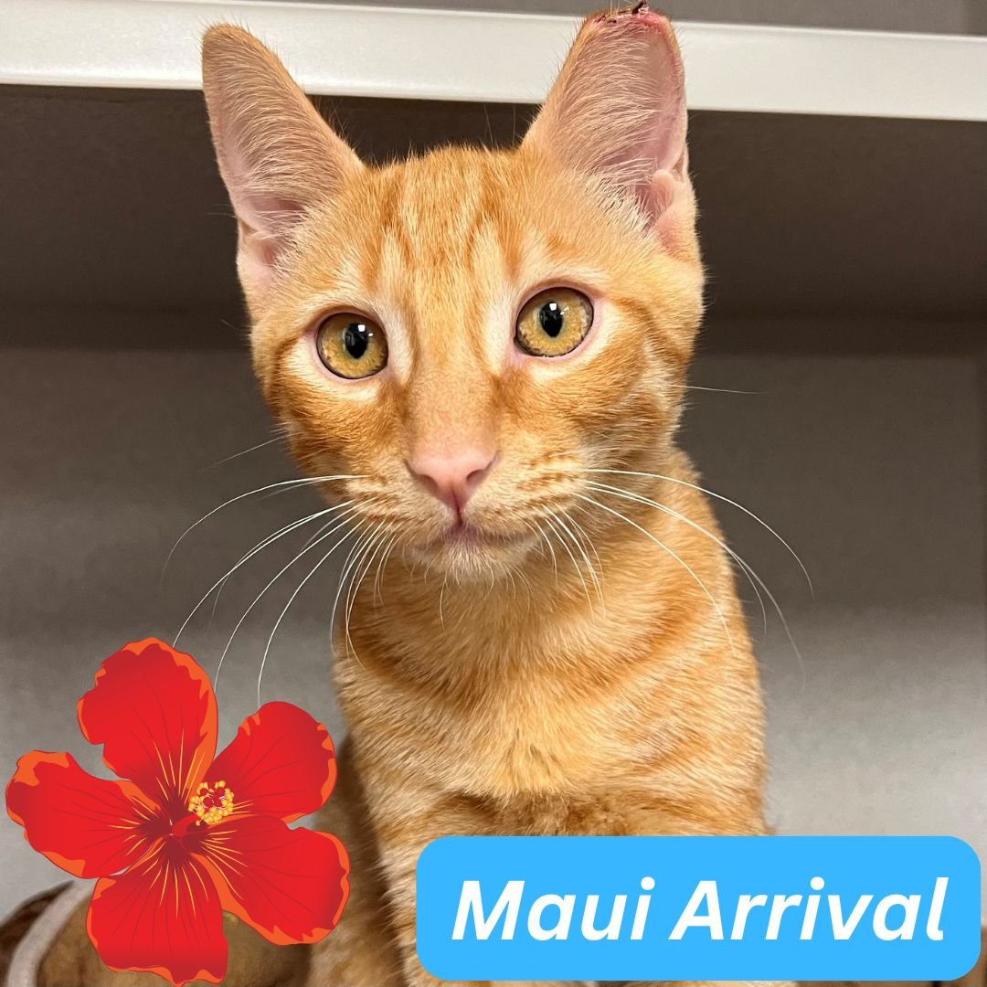 SURF - Unknown available for adoption