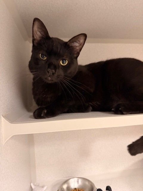 RON BURGUNDY - Unknown available for adoption