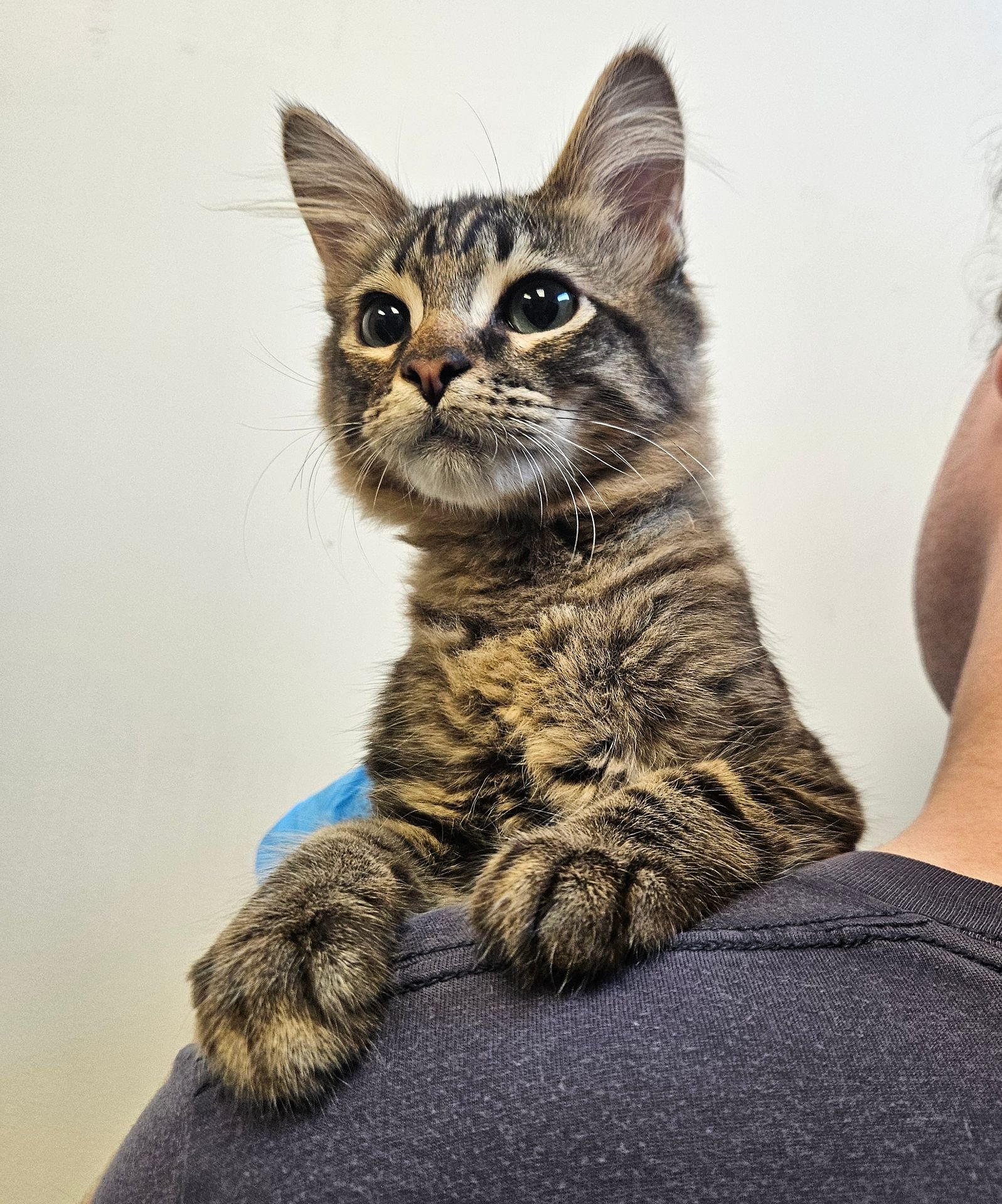 BROWN - Unknown available for adoption