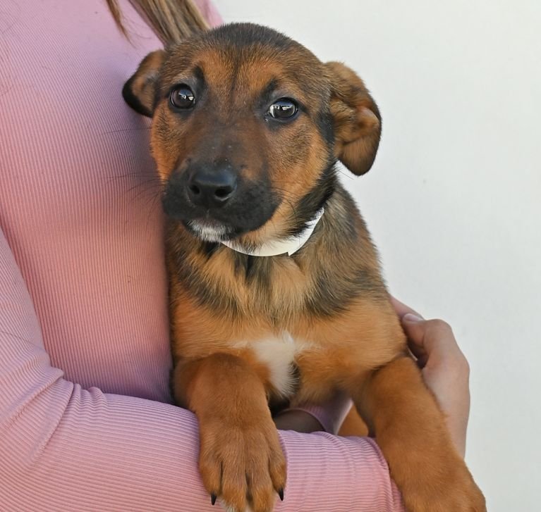 CHICKEN TENDER - Unknown available for adoption