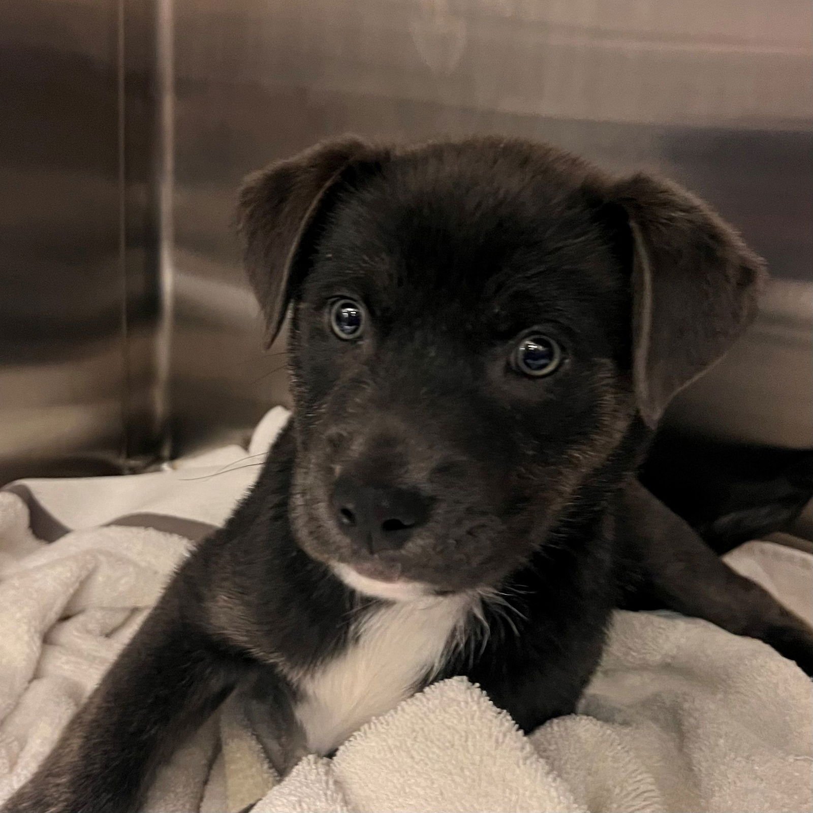 DORY - Unknown available for adoption