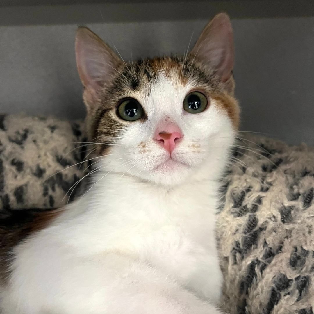 CLICK - Unknown available for adoption