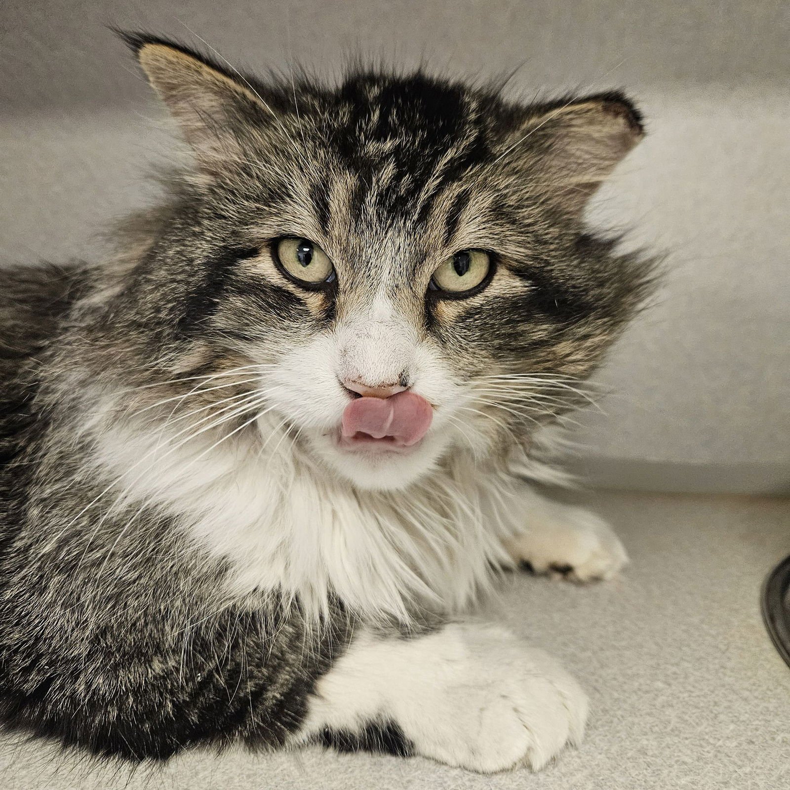 SQUISHY - Unknown available for adoption