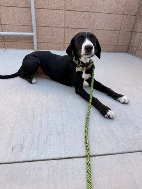 ELAINE - Unknown available for adoption