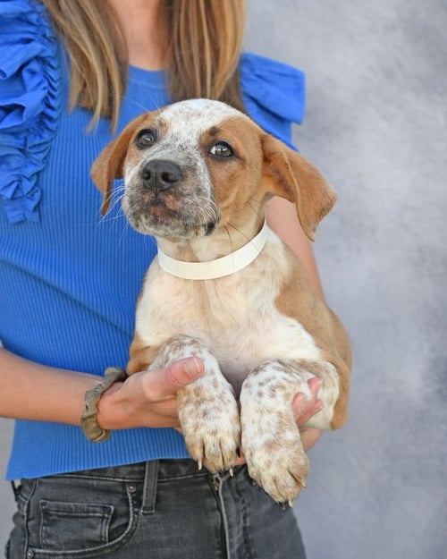 PENELOPE - Unknown available for adoption
