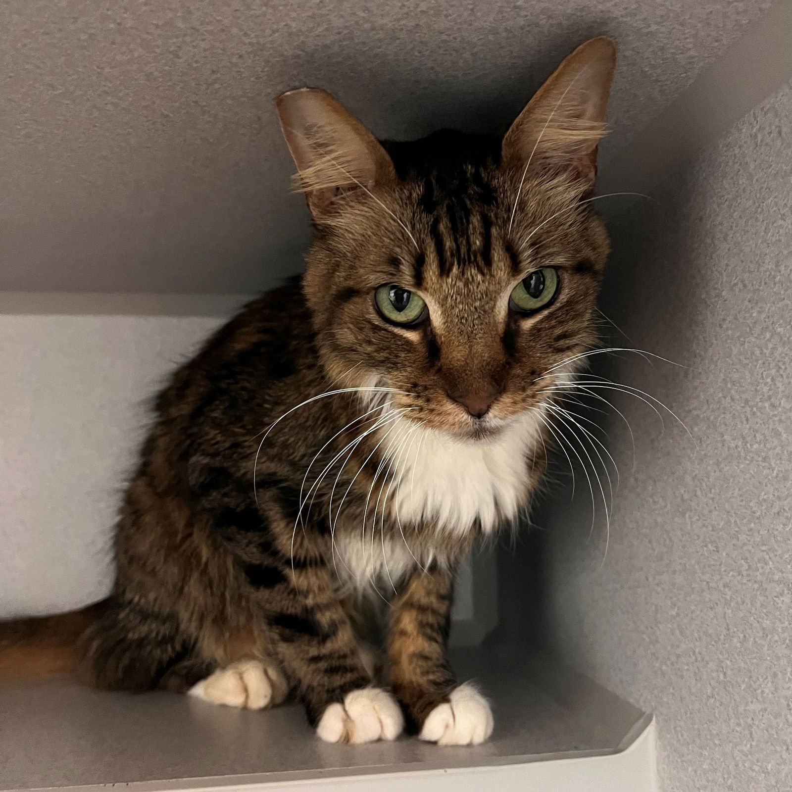 MR. WHISKERS - Unknown available for adoption