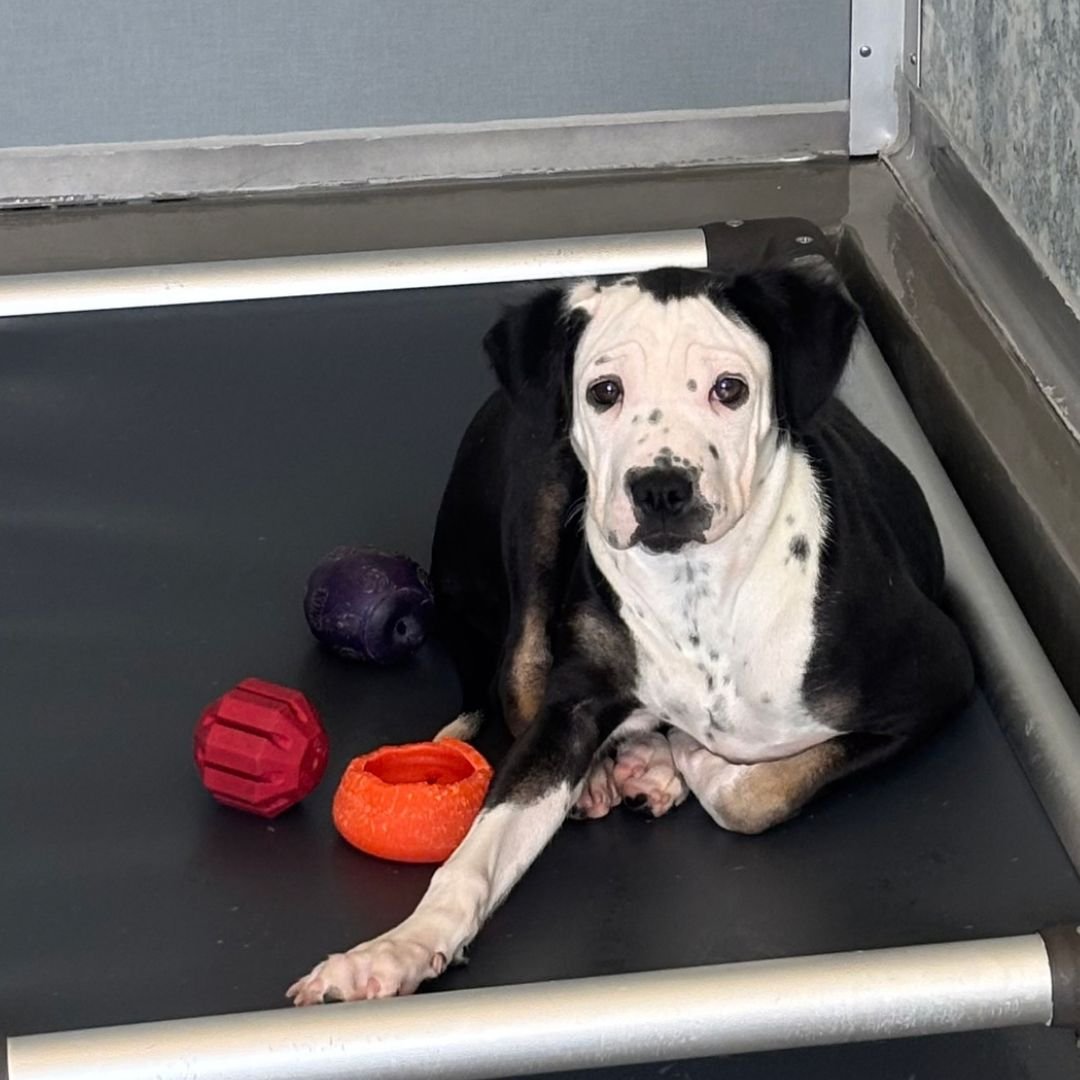 MACADAMIA - Unknown available for adoption