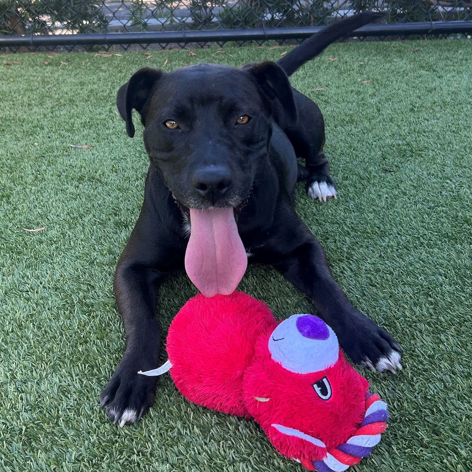 NOEL - Unknown available for adoption