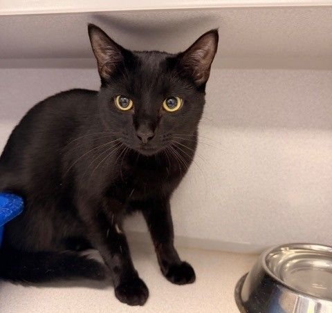 CURLY - Unknown available for adoption