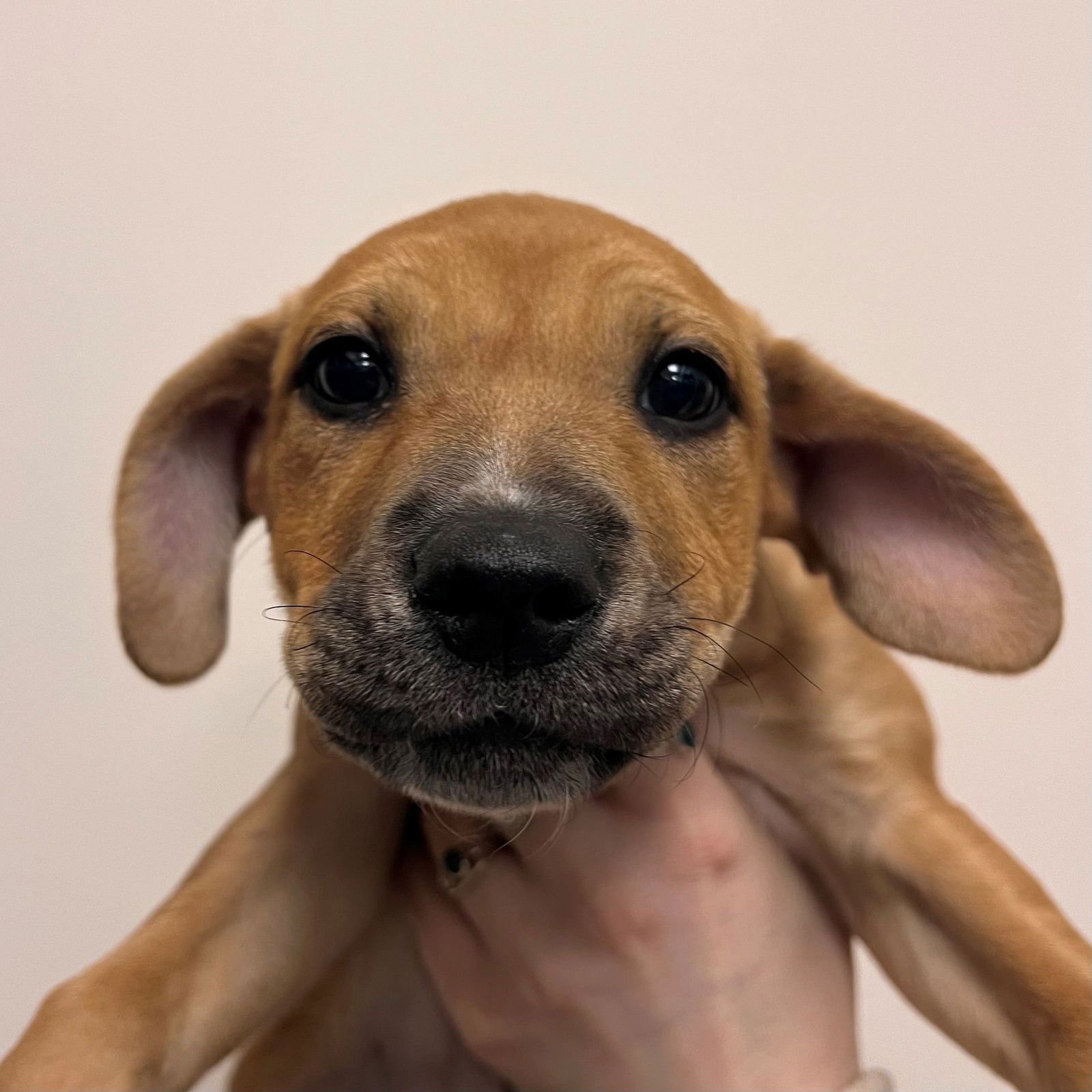 DAWN - Unknown available for adoption