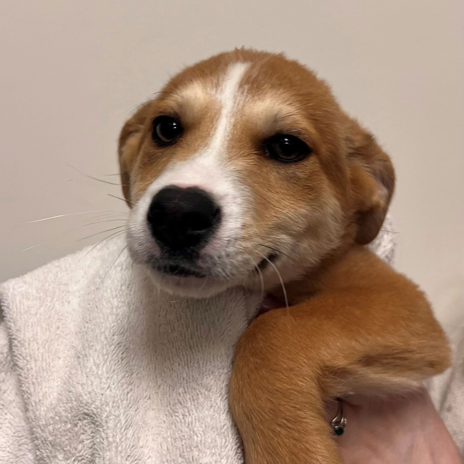 CHELSEA - Unknown available for adoption