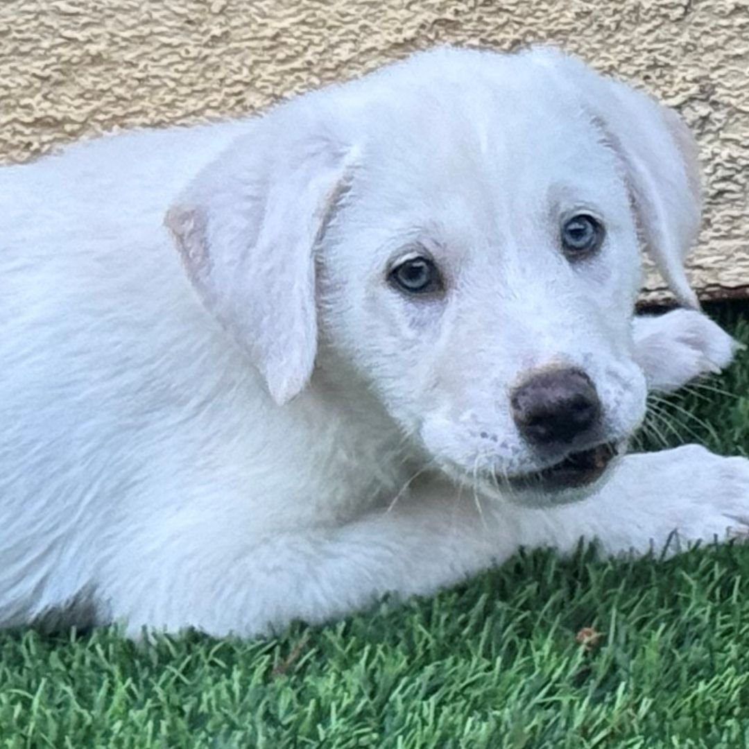 BREEZE - Unknown available for adoption