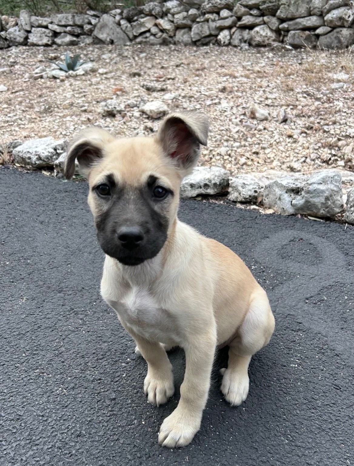 COMET - Unknown available for adoption