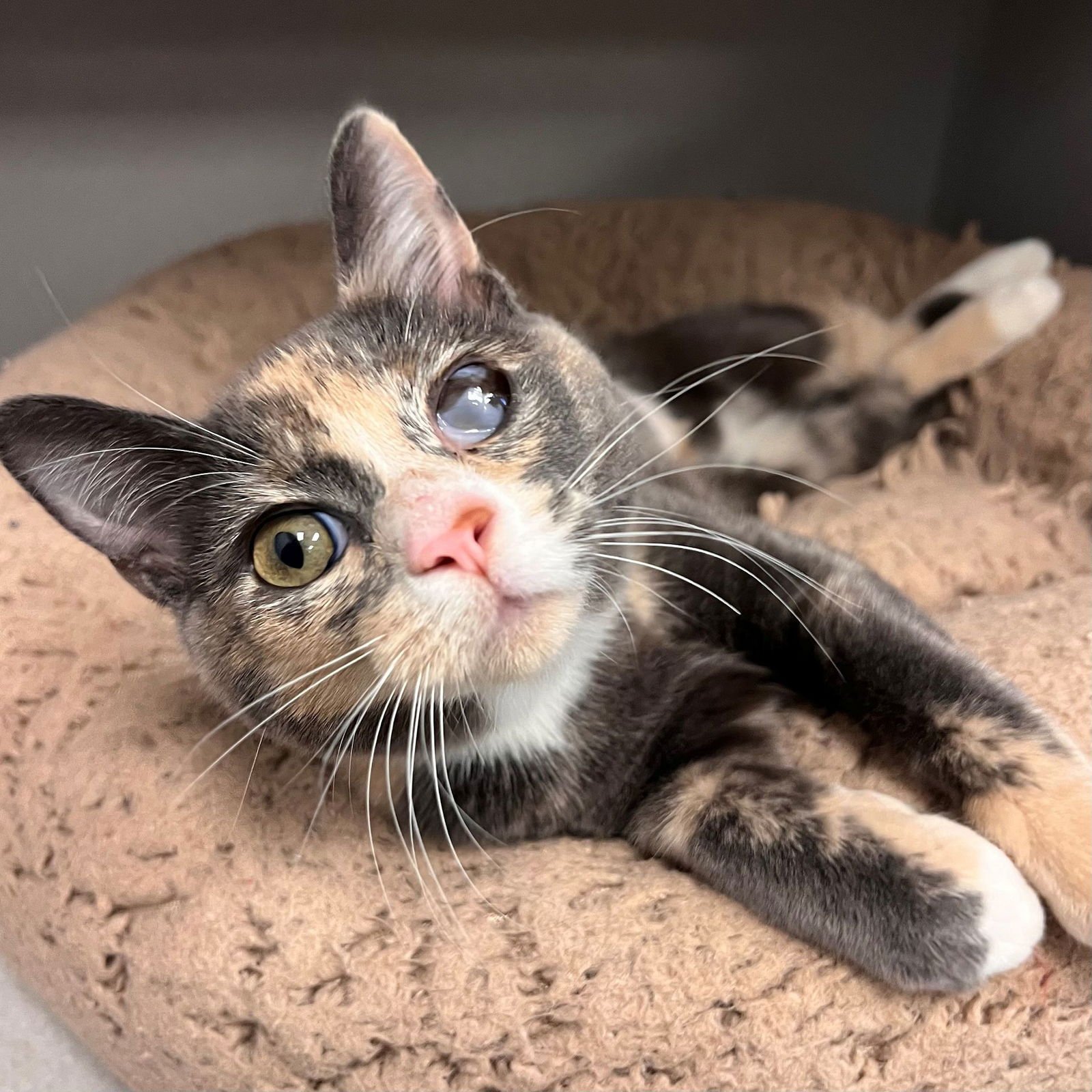 CARAMEL - Unknown available for adoption