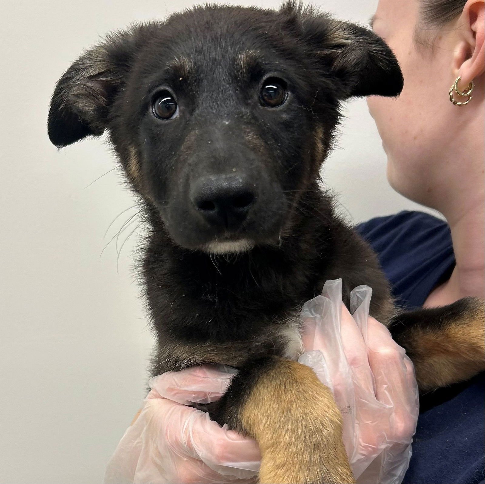 ASTER - Unknown available for adoption