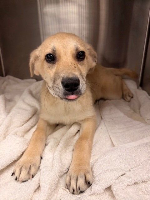 ELLIE - Unknown available for adoption