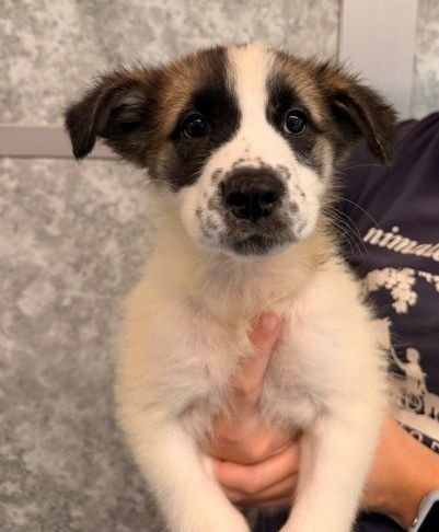 HOLLY - Unknown available for adoption