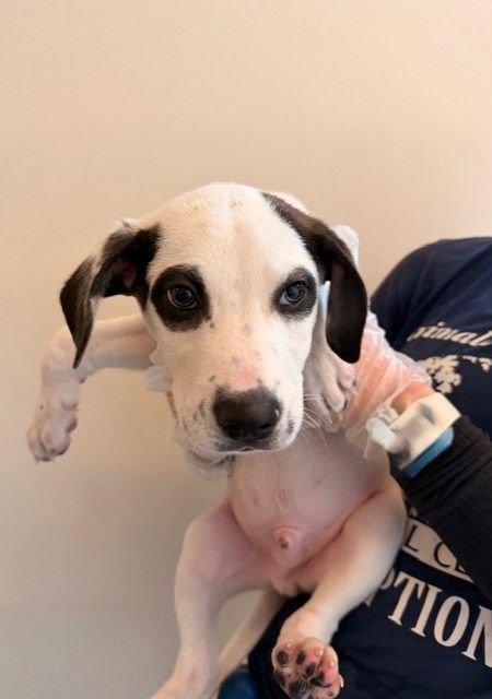 PARMESAN - Unknown available for adoption