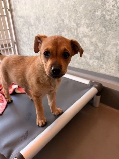 EVERYTHING - Unknown available for adoption