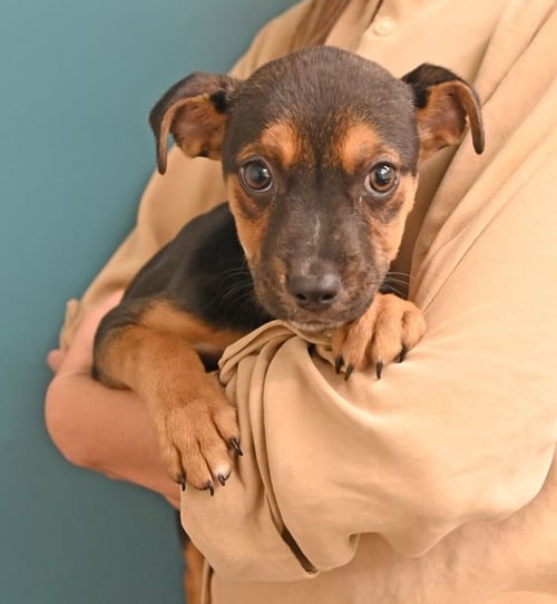 FELIX - Unknown available for adoption