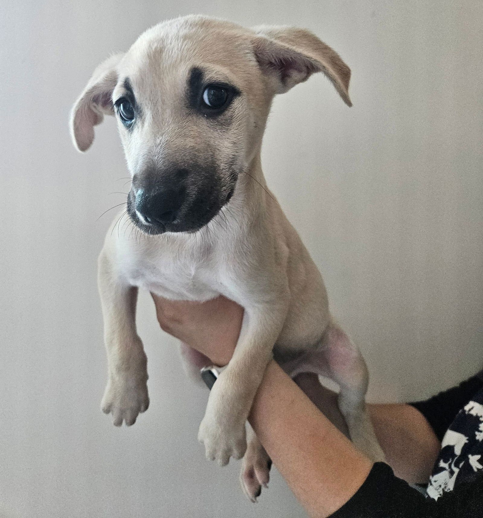 MUSTARD - Unknown available for adoption