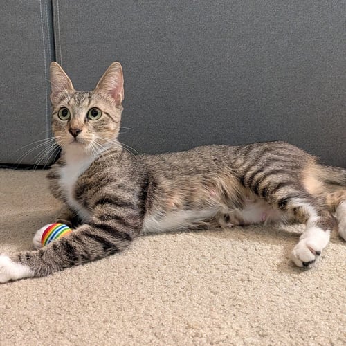 BEEMER - Unknown available for adoption