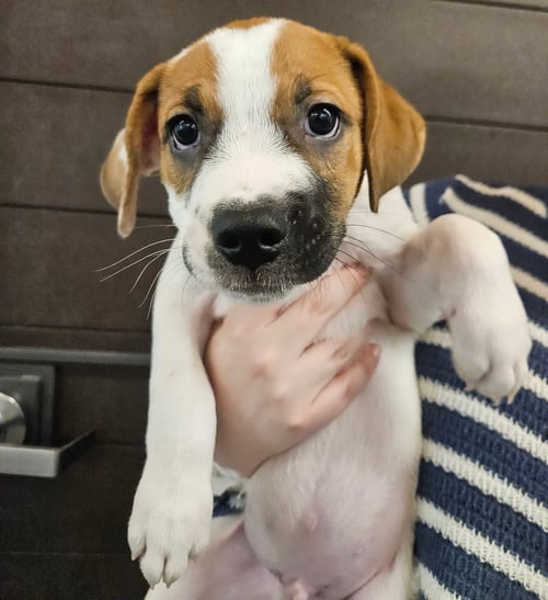 JACK - Unknown available for adoption