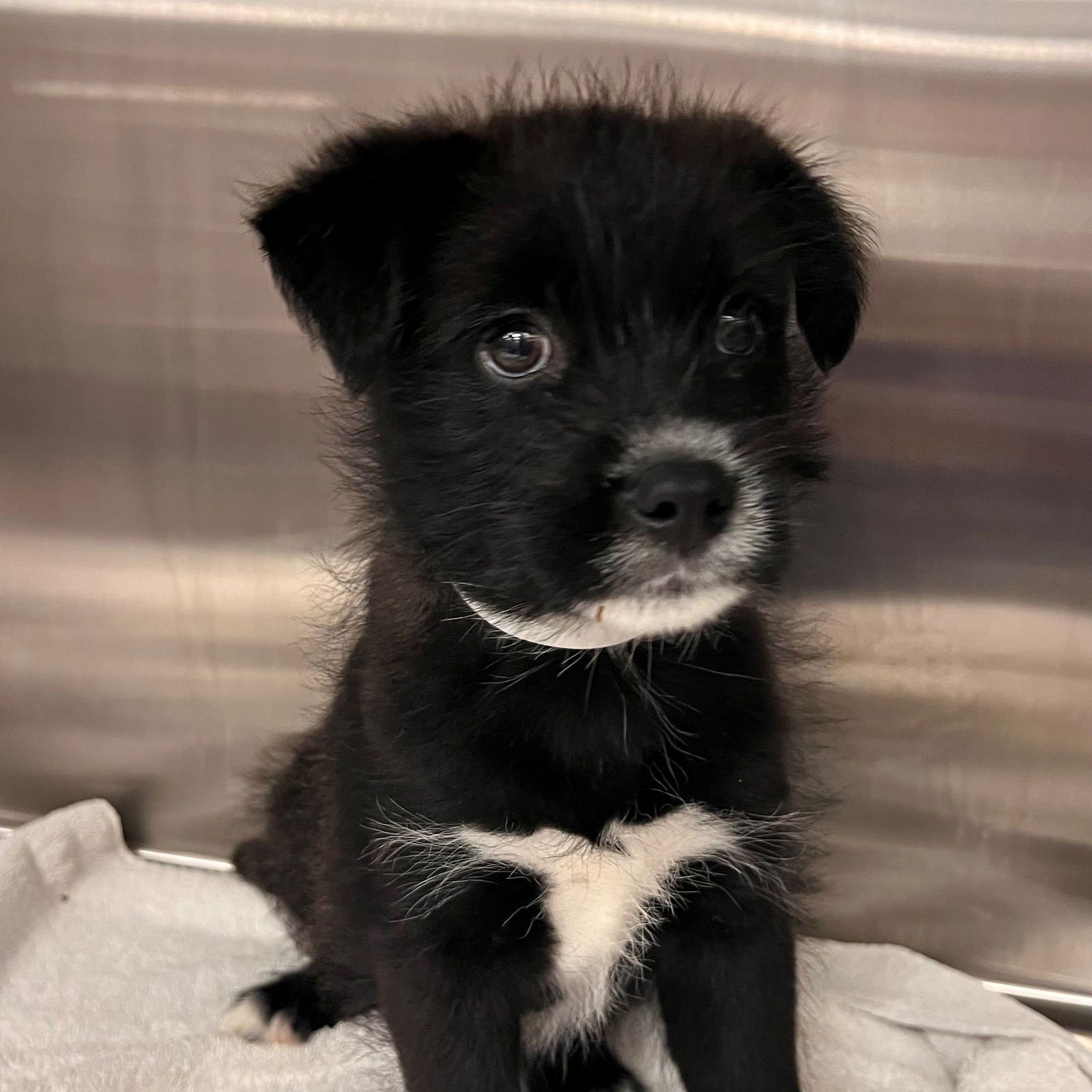 TATER TOT - Unknown available for adoption