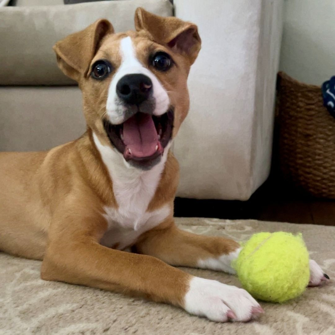 GINGER SPICE - Unknown available for adoption