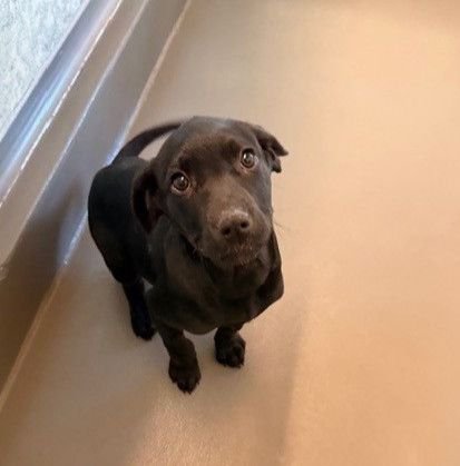 SCOOBY - Unknown available for adoption