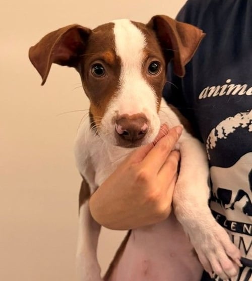 FORREST - Unknown available for adoption